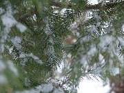 zima_v_Bahoriston (7)