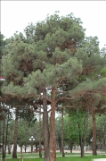 img_3595.png